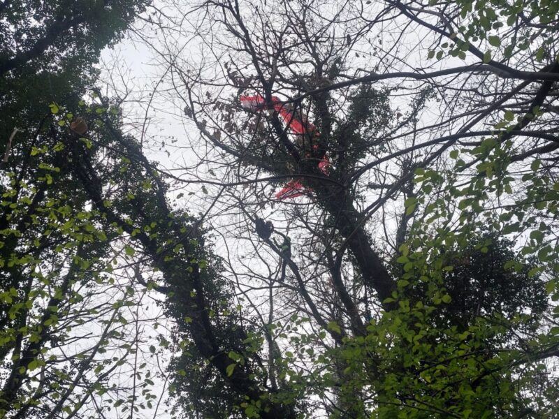 In salvo Parapendista impigliata su un albero a Travesio