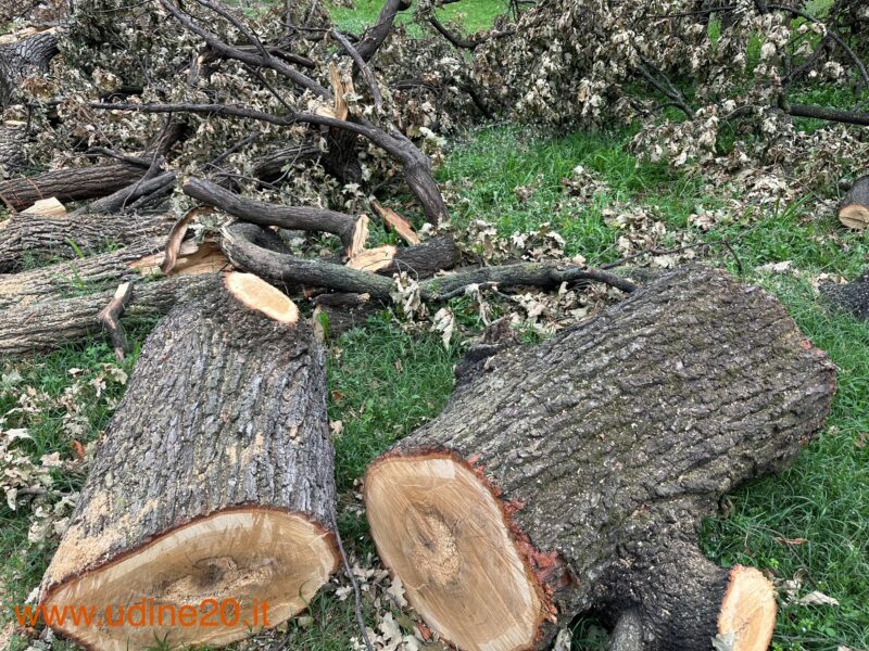 Maltempo: alberi caduti conferibili in impianti a biomassa