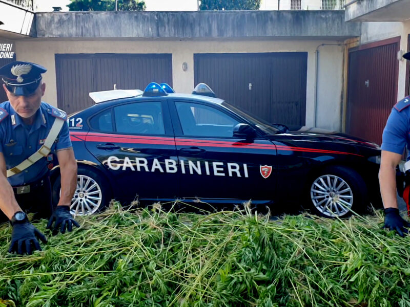 I Carabinieri della Compagnia di Cividale del Friuli sequestrano oltre 1700 piante di marijuana.