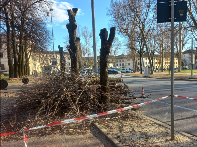 Abbattuti 7 ippocastani in piazza Primo Maggio