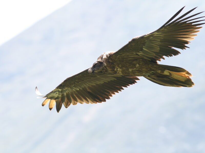 Avvistati alla Riserva naturale di Cornino rari rapaci