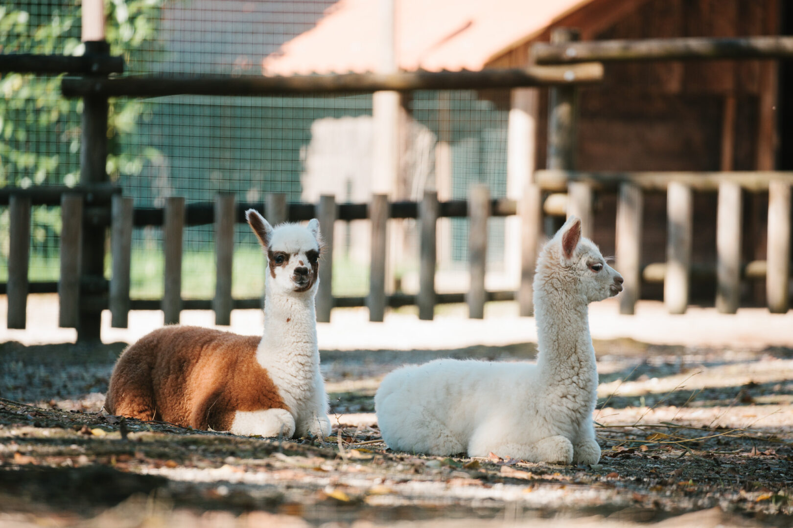 Nuovi cuccioli di Alpaca al Parco Zoo Punta Verde di Lignano Sabbiadoro