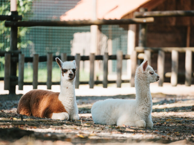 Nuovi cuccioli di Alpaca al Parco Zoo Punta Verde di Lignano Sabbiadoro