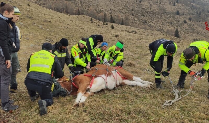 Sauris: mucche salvate dai Vigili del Fuoco a quota 1800. IL VIDEO